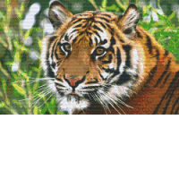 Tiger 820079